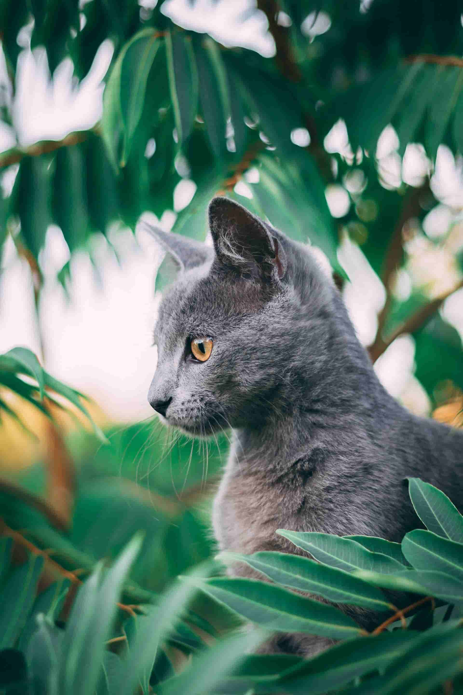 Imagem de um animal